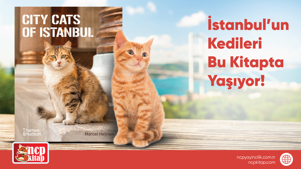 City Cats of İstanbul