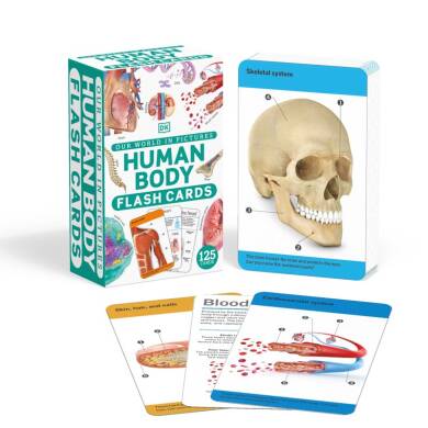 Our World in Pictures Human Body Flash Cards - 1